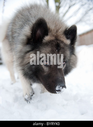 Ein Wolf wie Hund Spaziergänge im Schnee mit einem Jagd-Typ aussehen Stockfoto