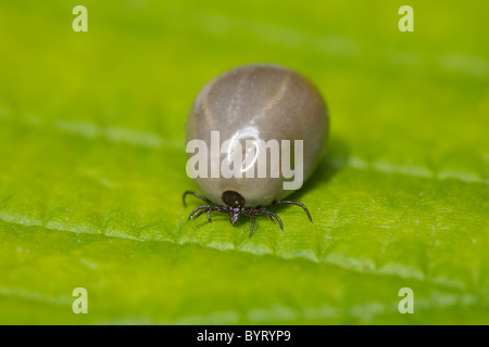 Tick/ixodida Stockfoto