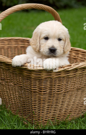 Golden Retriever Welpe in einem Weidenkorb Stockfoto