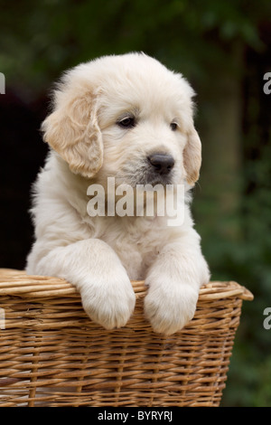 Golden Retriever Welpe in einem Weidenkorb Stockfoto