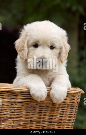 Golden Retriever Welpe in einem Weidenkorb Stockfoto