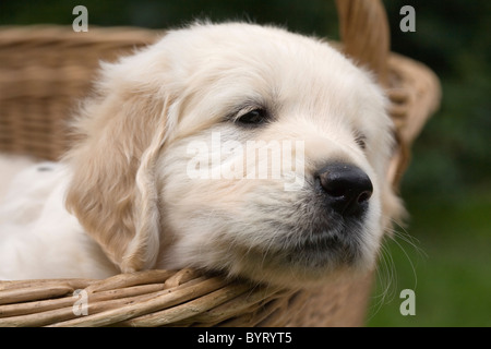 Golden Retriever Welpe in einem Weidenkorb Stockfoto