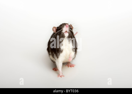 Ausgefallene Ratte Stockfoto