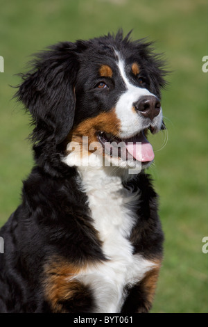 Berner Sennenhund Welpen Stockfoto