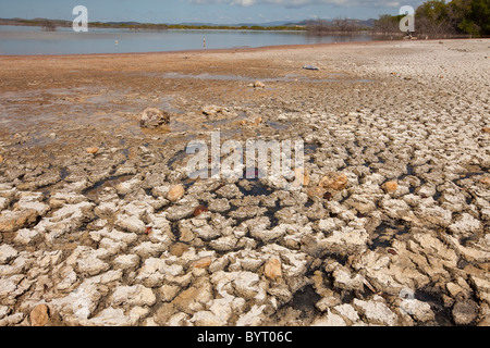 Trockene Salzebenen am Cabo Rojo Tier-und Pflanzenwelt bewahren, Puerto Rico Stockfoto