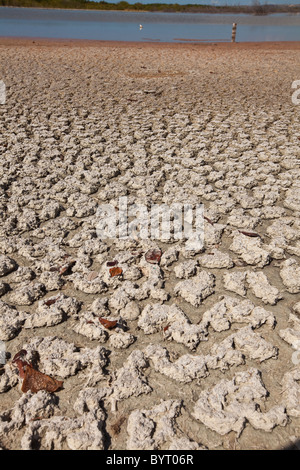 Trockene Salzebenen am Cabo Rojo Tier-und Pflanzenwelt bewahren, Puerto Rico Stockfoto