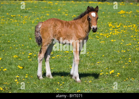 Welsh Cob Fohlen Stockfoto