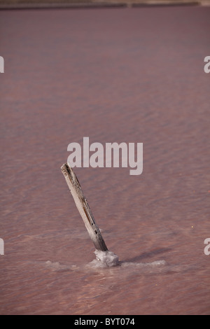 Salinen bei Cabo Rojo Tier-und Pflanzenwelt bewahren, Puerto Rico Stockfoto