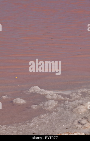 Salinen bei Cabo Rojo Tier-und Pflanzenwelt bewahren, Puerto Rico Stockfoto