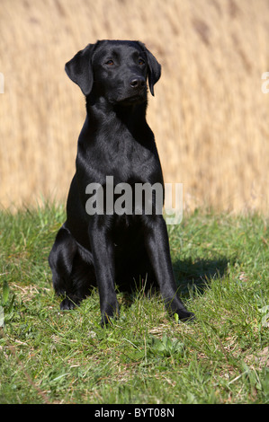 Jungen, schwarzen Labrador Retriever sitzend Stockfoto