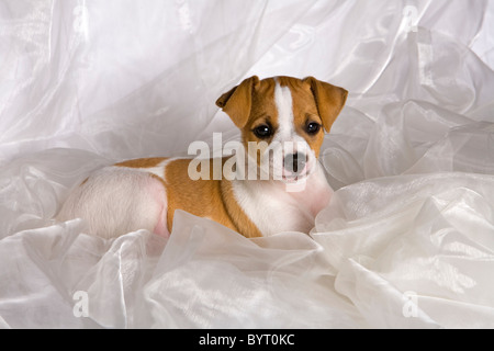 Jack Russel Terrier Welpe auf weißer Seide Stockfoto