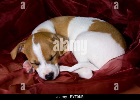 Jack Russel Terrier Welpe schläft auf roter Seide Stockfoto