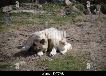 posieren, Katze und Hund liegen neben einander, aber die Katze sieht aus wie des Chefs. Stockfoto