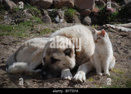 posieren, Katze und Hund liegen neben einander, aber die Katze sieht aus wie des Chefs. Stockfoto