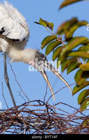 Ein Holz Storch Mycteria Americana, Nestbau im Everglades National Park, Florida Stockfoto