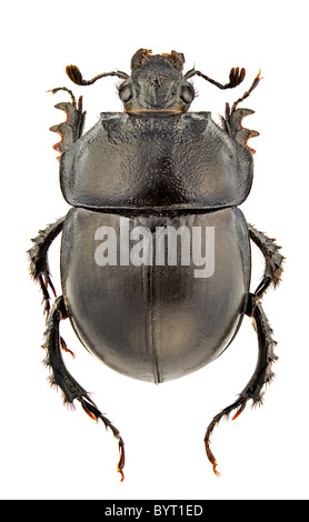 Weibchen des Typhaeus Momus isoliert auf weißem Hintergrund Stockfoto