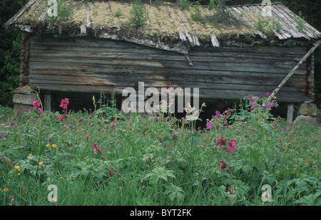 Blumen und eine verfallene Scheune Stockfoto