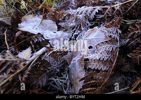 Eine schöne Aussicht auf die frostige Blätter im Waldboden am herbstlichen Morgen. Helsinki, Finnland, Skandinavien, Europa. Stockfoto