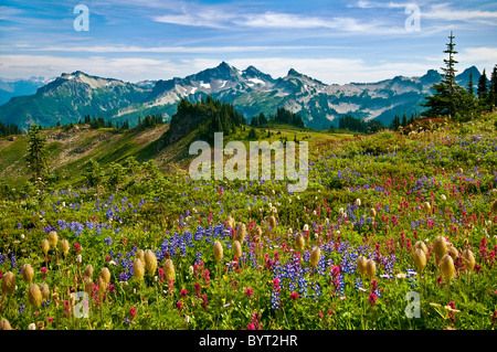 Wildblumen Wiese und Blick auf Tatoosh Range vom Skyline Trail im Paradies; Mount Rainier Nationalpark, Washington. Stockfoto