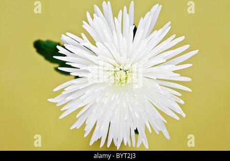 Weiße Chrysantheme auf gelbem Hintergrund Stockfoto