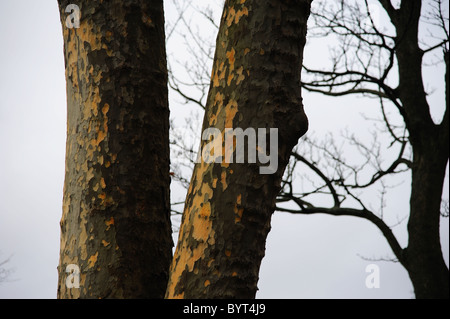 Gemusterte Rinde auf Platane Stockfoto