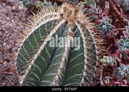 Astrophytum Ornatum Cactaceae gefunden Nord Osten Mexiko Princess of Wales Konservatorium, Kew Botanical Gardens, London, Uk Stockfoto