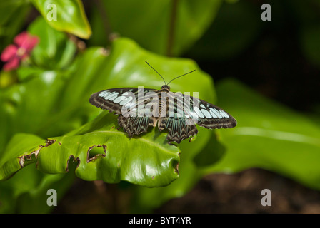 Malaysische blaue Clipper Schmetterling Parthenos Sylvia Kew Botanical Gardens, London Uk Stockfoto