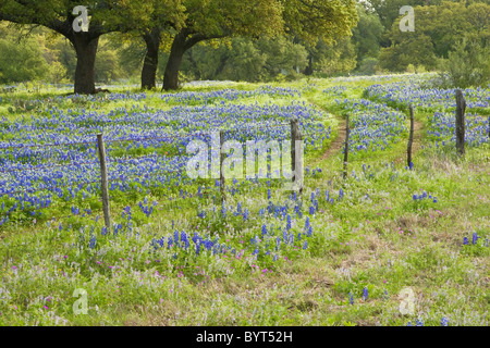 Kornblumen und Eichen im Texas Hill Country Stockfoto