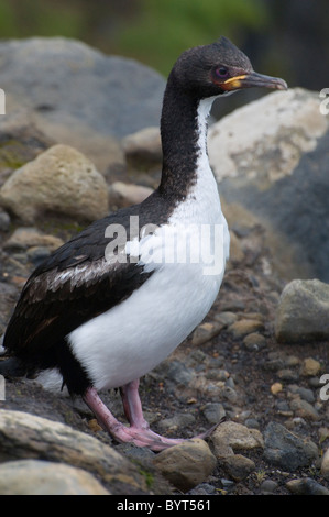 Auckland-Inseln Shag auf Enderby Insel in den subantarktischen Auckland-Inseln, Neuseeland Stockfoto