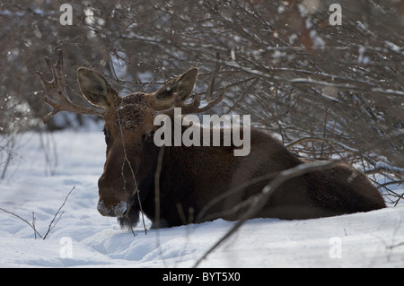 Elch gefunden auf den kanadischen Prärien in Saskatchewan, Kanada Stockfoto