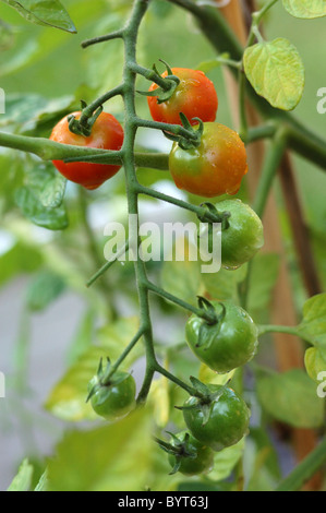 Sweet 100 Hybridsorte Tomaten in verschiedenen Stadien der Reifung. Stockfoto