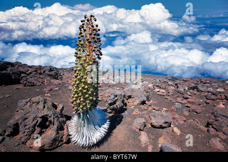 Haleakala Silversword (Argyroxiphium Sandwicense Subspecies Macrocephalum). Maui, Hawaii. Haleakala National Park Stockfoto