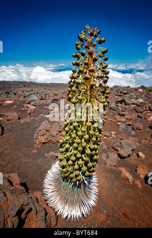 Haleakala Silversword (Argyroxiphium Sandwicense Subspecies Macrocephalum). Maui, Hawaii. Haleakala National Park Stockfoto
