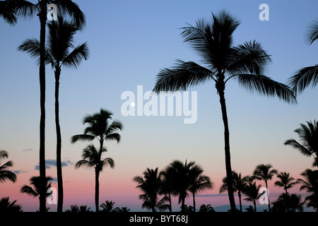 Vollmond über Palmen mit Sonnenaufgang in Maui, Hawaii. Stockfoto