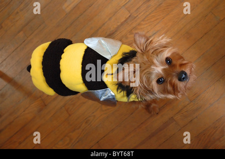 Süße Yorkshire-Terrier Hund in einem Biene-Kostüm. Stockfoto