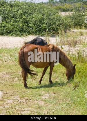 Wilde Pferde weiden auf Seegras in North Carolina äußeren Banken Currituck National Wildlife Refuge. Stockfoto