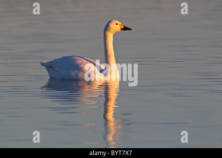 BEWICK ´S SCHWAN AUF DEM WASSER Stockfoto