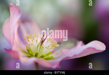 Eine einzelne rosa Nieswurz Blüte   Helleborus orientalis Stockfoto