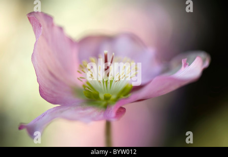 Eine einzelne rosa Nieswurz Blüte   Helleborus orientalis Stockfoto