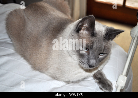 Blue Point traditionelle siamesische männlich, Los Angeles, Rasse irgendwo zwischen Applehead und Keil, nachdem verlassene jetzt vernetzt. Stockfoto