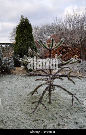 Affe Puzzle Baum im Raureif, englische Wintergärten. Stockfoto