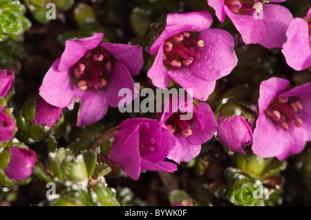 Lila Steinbrech (Saxifraga Oppositifolia) Stockfoto