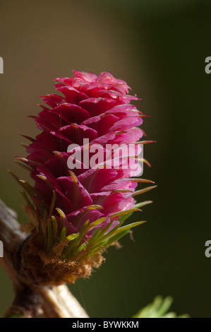 Europäische Lärche (Larix Decidua) weibliche Blüte Stockfoto