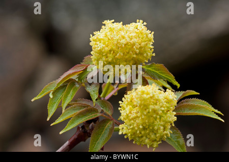 Rot-Kreuzungen Elder (Sanbucus Racemosa) Stockfoto