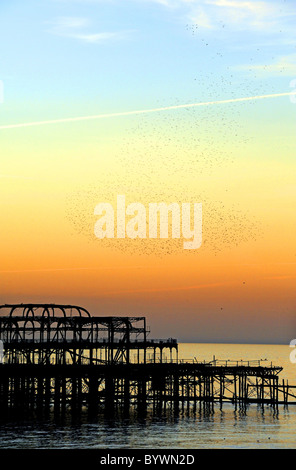 Stare in Scharen über Brightons verlassenen West Pier bei Sonnenuntergang Stockfoto