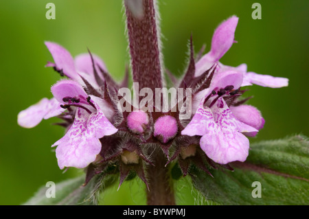 Marsh Woundwort (Niederwendischen Palustris), Blume Stockfoto