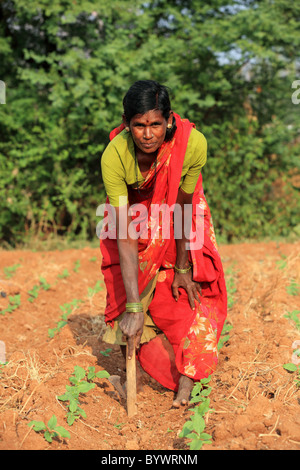 Frau arbeitet auf einem Gebiet Andhra Pradesh in Indien Stockfoto