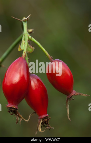 Hundsrose (Rosa Canina Agg.), Früchte - Nahaufnahme Stockfoto