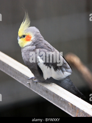 Nymphensittich Nymphicus hollandicus Stockfoto