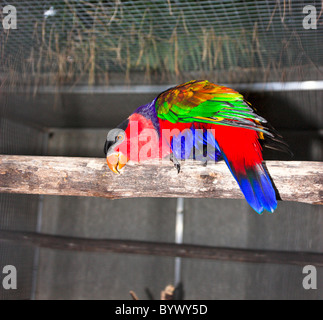 Schwarz begrenzt Lory, Lorius Lory Stockfoto